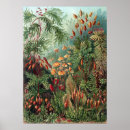 Buscar plantas posters Botánica