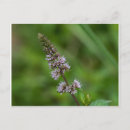 Buscar flor violeta postales Floral
