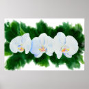 Buscar orquídeas verdes posters Botánico