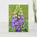 Buscar delfini tarjetas Flor