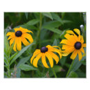 Buscar flor de susan posters Naturaleza