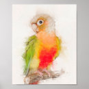 Buscar conure posters Conuro