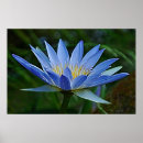 Buscar waterlily posters Flor