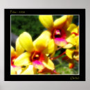 Buscar orquídea amarilla posters Flor