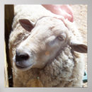 Buscar buen pastor arte Ovejas