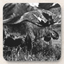 Buscar toro posavasos Alaska