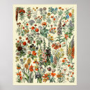 Buscar fleurs posters Botánico
