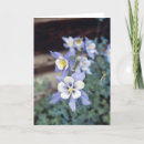 Buscar columbine tarjetas Colorado