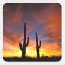Buscar sonora pegatinas Saguaro