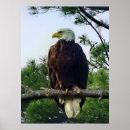 Buscar águilas águilas posters América