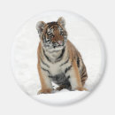 Buscar tigre imanes Foto