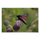 Buscar insecto rojo posters Negro