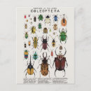 Buscar coleóptero postales Insectos