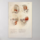 Buscar mandíbula posters Anatomía