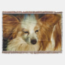 Buscar raza del perro papillon Cachorro