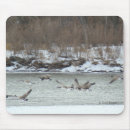 Buscar gansos electronica Branta canadensis