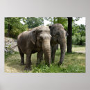 Buscar fotos de animales salvajes posters Vida salvaje