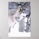 Buscar lupus de canis posters Lobo