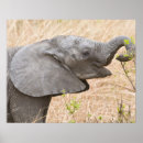 Buscar herbívoros posters Fauna