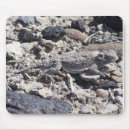 Buscar córneo Lagarto