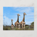 Buscar family postales General y unisex