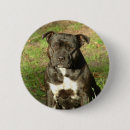 Buscar perro cría General y unisex