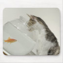 Buscar fishbowl Tiro del estudio