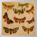 Buscar efecto mariposa posters Insectos