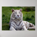 Buscar tigre blanco posters Animal