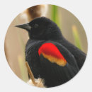 Buscar pajarita pegatinas Negro