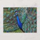 Buscar animales exóticos postales Azul