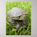 Buscar tortuga arte Hermoso