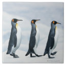 Buscar pingüino azulejos Naturaleza