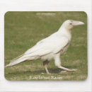 Buscar raro fotografía Pájaros
