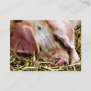 Buscar cerdos tarjetas de visita Atragantar