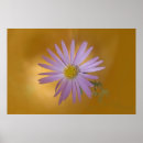 Buscar aster posters Pétalo