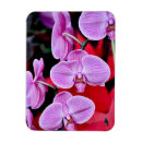 Buscar orquídea imanes Flores