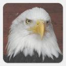 Buscar águilas pegatinas Águila calva