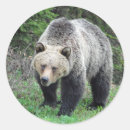 Buscar oso grizzly pegatinas Naturaleza