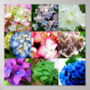 Buscar hydrangea purpura posters Azul
