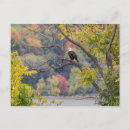 Buscar águila postales Hojas