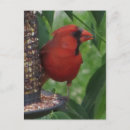 Buscar cardinal postales Aves