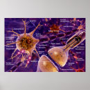 Buscar sinapsis posters Ciencia