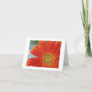 Buscar gerbera anaranjado Para todos