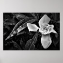 Buscar gardenias posters Flor