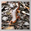Buscar salamander posters Naturaleza