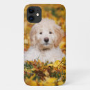 Buscar goldendoodle iphone fundas Cachorro