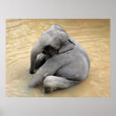 Buscar african wild posters Wildlife