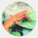 Buscar salamandra pegatinas Animal