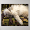 Buscar gato curioso posters Lindo
